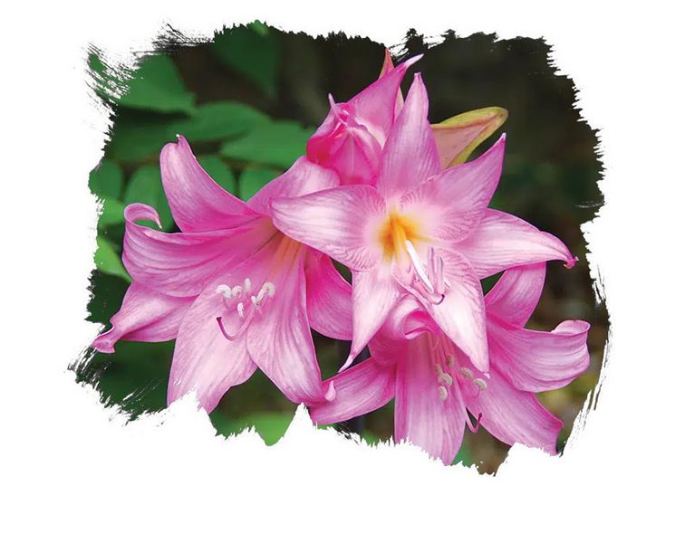 Fichier:Zenderholm Amaryllis.jpg